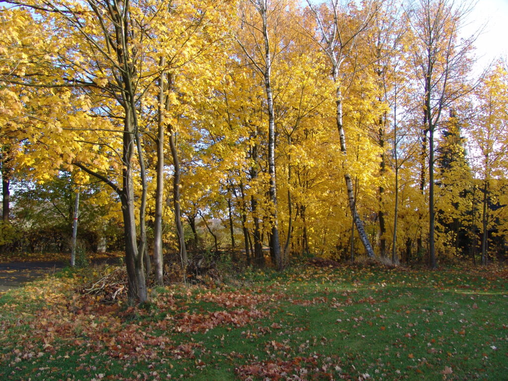 Laubbäume