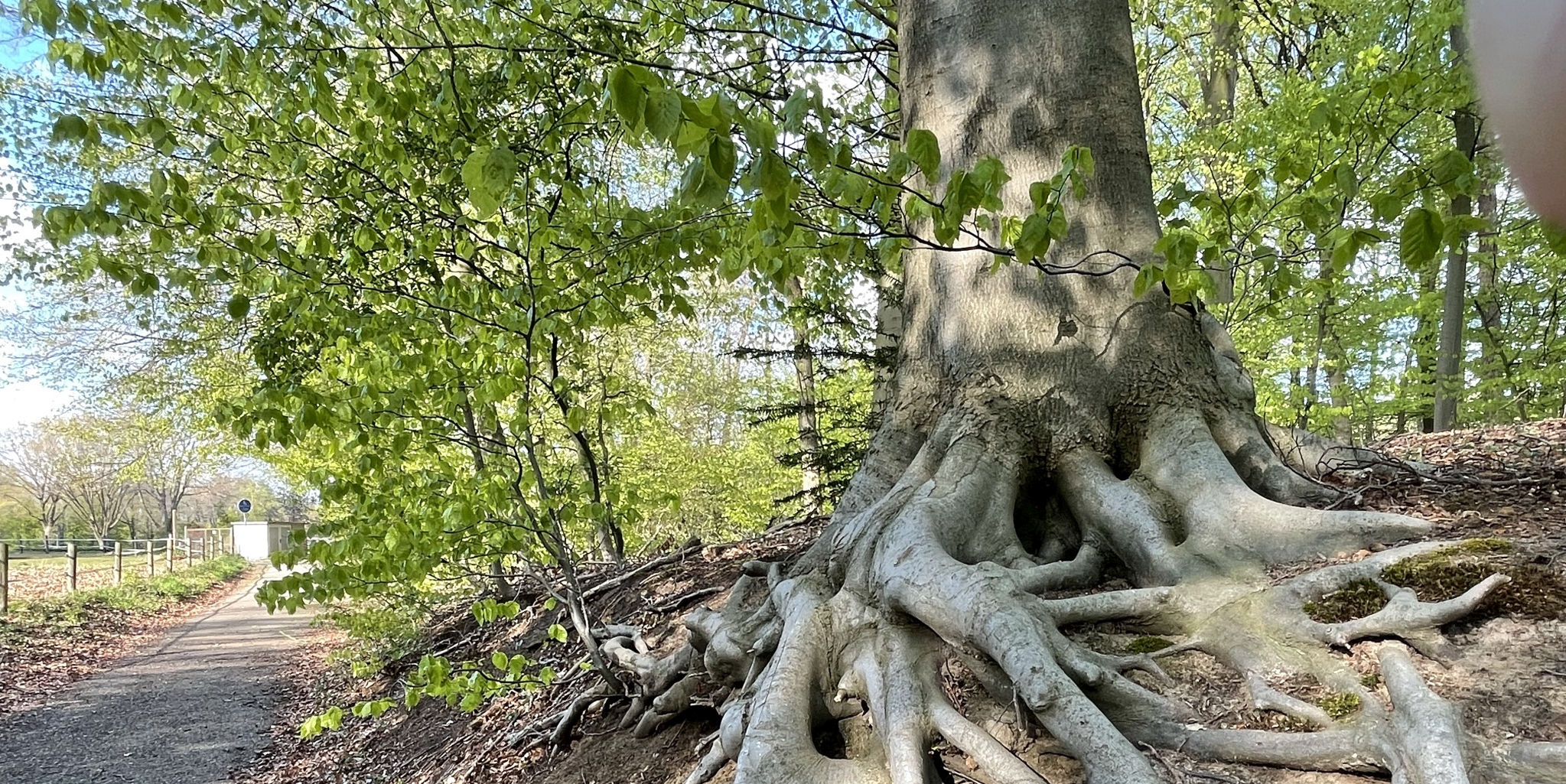 Wald Yoga